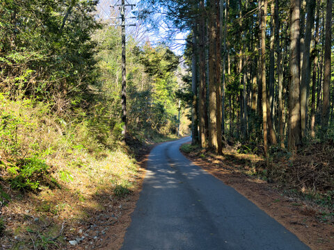 山の奥へと続く荒れている林道