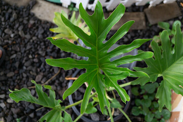 Tropical Philodendron Leaf Closeup Vibrant Green Garden Foliage © Popular Vector