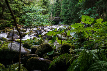 Clear stream flowing through moss-covered rocks in a dense green forest with a wooden footbridge in the background. Ideal for nature, tranquility, sustainability, and outdoor travel themes. © Duro Mesiar