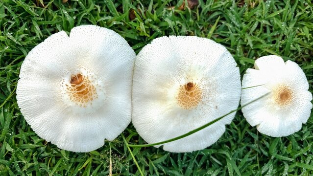 Chlorophyllum molybdites is a widespread mushroom.