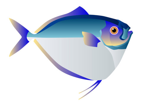 A stylized vector illustration of a silver and blue moonfish with vibrant gradients, isolated on a white background.
