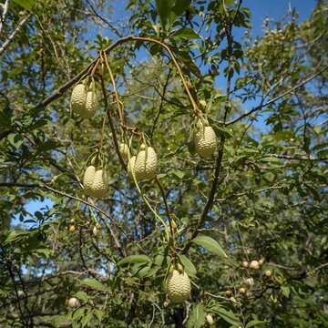  this tree is a Garlic Pear Tree
