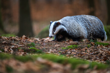 European badger (Meles meles) walking on the forest floor covered with autumn leaves. © Rudolf