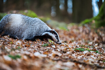 European badger (Meles meles) walking on the forest floor covered with autumn leaves. © Rudolf