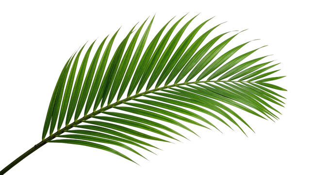 Single curved green palm leaf frond for religious Palm Sunday symbols, tropical botanical church decorations, and Christian holiday liturgy graphics on a clean transparent background.