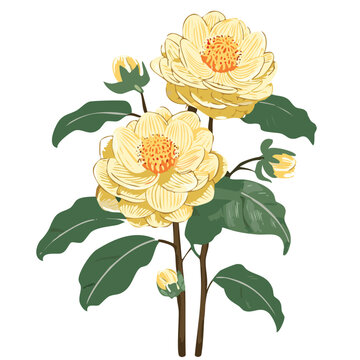 white camelia in rustic bohemian botanical style floral illustration, hand drawn painted yellow flowers, vector flat 2d detailed drawing, golden garden spring season vintage card, digital decoration