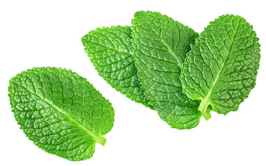 Flying Mint leaves isolated. Fresh Mentha, melisa leaves on white background. Mint  leaves levitation.  Top view. Flat lay © nataliazakharova