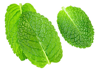 Flying Mint leaves isolated. Fresh Mentha, melisa leaves on white background. PepeprMint  leaves levitation.  Top view. Flat lay © nataliazakharova
