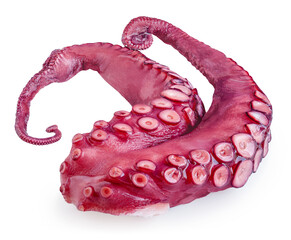 Octopus tentacle isolated on white. Octopus's arm with Octopus suckers closeup. Seafood © nataliazakharova