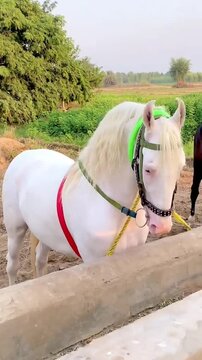 "Pure white Nukra horse with pink skin and blue eyes in a rural setting".