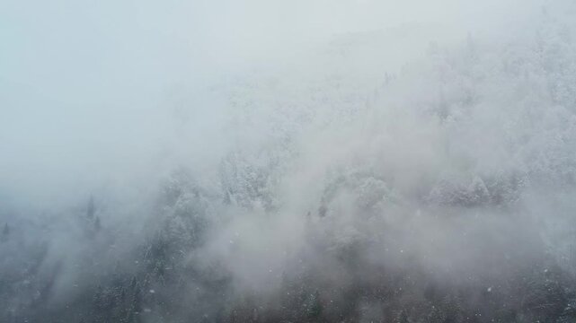 Snow covered mountain forest surrounded by mist and fog during winter. Scenic nature landscape captured in Rize, Turkey, in the lush Black Sea region with evergreen trees and tranquil wilderness.