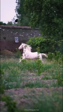 Elegant White Horse with Pink Skin Running Freely Against a Brick Wall Background.