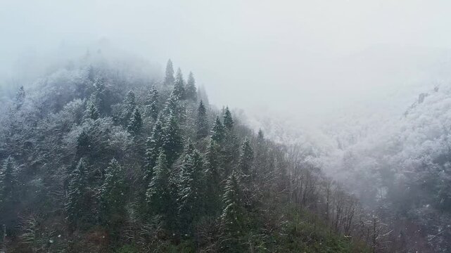 Snow covered mountain forest surrounded by mist and fog during winter. Scenic nature landscape captured in Rize, Turkey, in the lush Black Sea region with evergreen trees and tranquil wilderness.