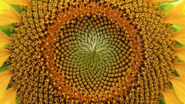 A close-up view of a large sunflower's center reveals its intricate spiral pattern of seeds in a natural outdoor setting.