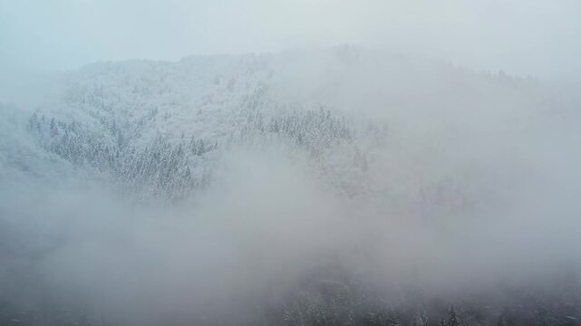 Snow covered mountain forest surrounded by mist and fog during winter. Scenic nature landscape captured in Rize, Turkey, in the lush Black Sea region with evergreen trees and tranquil wilderness.