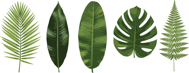 Realistic vector illustration of tropical leaves including palm monstera and fern for summer background nature branding and botanical designs. © Jannatun