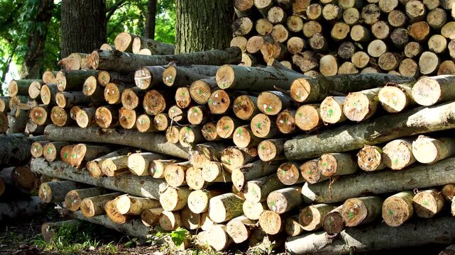 Panning view of stacked small wooden logs piled high in a tropical forest area in Southeast Asia, forestry industry and timber production concept.