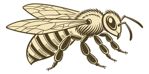 Sepia bee with wings and stripes on white background insect © wis