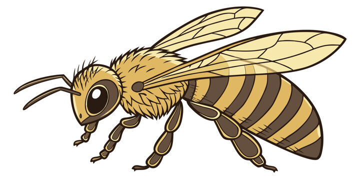 Yellow and brown bee with outstretched wings on white background insect striped