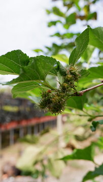 Young Green Mulberry Fruits Growing on a Branch