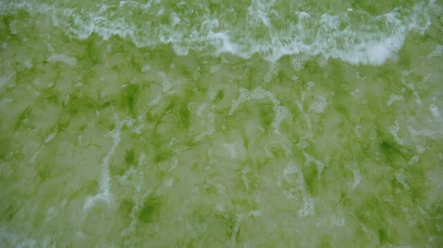 Top-down view of shallow tropical seawater with green beach moss and algae patterns on Boracay Island shoreline, creating a natural abstract ocean texture and coastal ecosystem background.