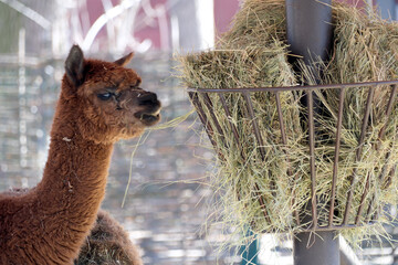 Fototapeta premium Beautiful alpaca enjoying fresh hay in a sunny farm setting