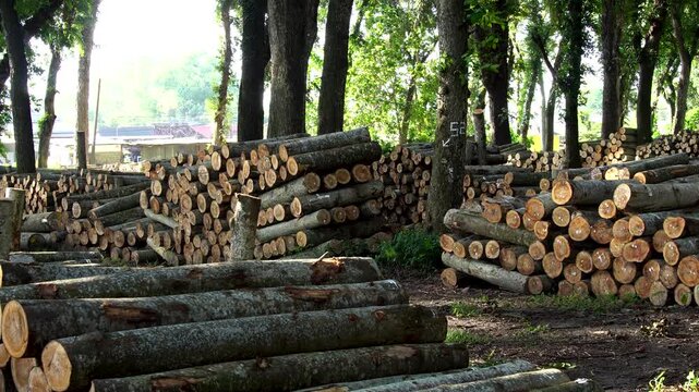 Large stacks of harvested timber logs stored in a tropical forest logging yard in Indonesia, Southeast Asia during bright daylight.