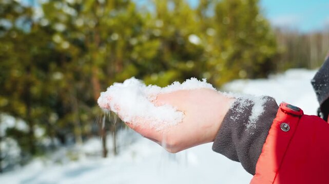 A woman's hand shows clear and crumbly white snow against the background of a winter forest. Winter in the northern regions. People in winter. Close-up.