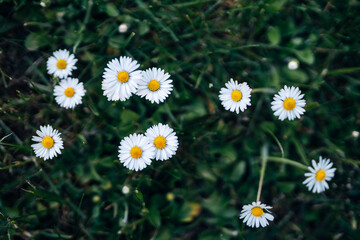 Fototapeta premium Cheerful Daisies in Lush Green Grass, Low-Angle Macro of Common Daisies Under Bright Summer Sunshine