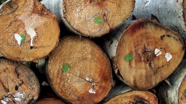 Macro closeup panning shot of stacked timber logs showing detailed wood grain texture and marking numbers in a tropical Indonesian forest during daytime.