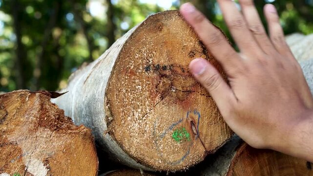 Close up of a woodworker hand inspecting the cut cross section surface of a timber log in an Indonesian tropical forest