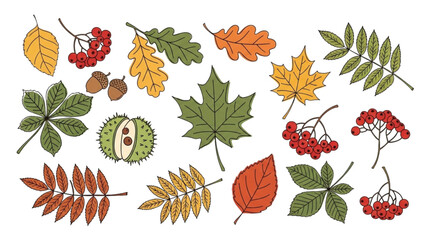 Obraz premium Various colorful leaves and berries are scattered on the ground in autumn.