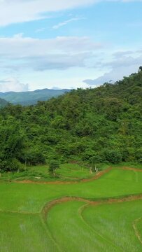 Aerial view of vibrant green rice paddies bordered by dense forested hills in the countryside around Muang Ngoi, Laos. Serene rural landscape under a partly cloudy sky.