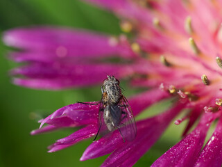 Close-up of a Fly on a Pink Flower © Miguel Ángel RM