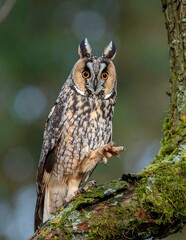 Obraz premium Long-eared Owl Perched on Mossy Branch in Natural Habitat.