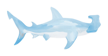 Obraz premium PNG Cute hammerhead shark animal illustration stylized.