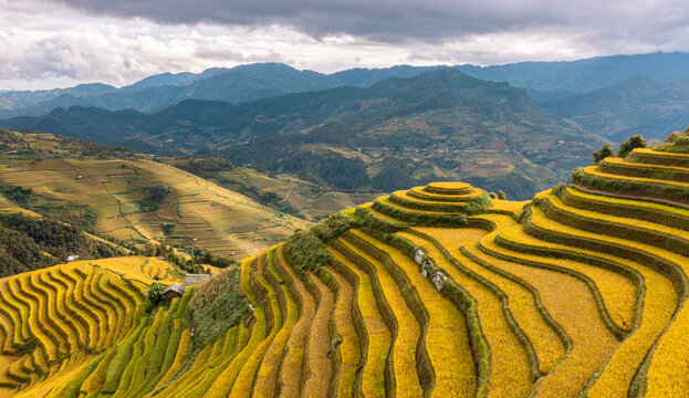 Golden Rice Harvest Season in Mu Cang Chai Terraced Fields, Vietnam