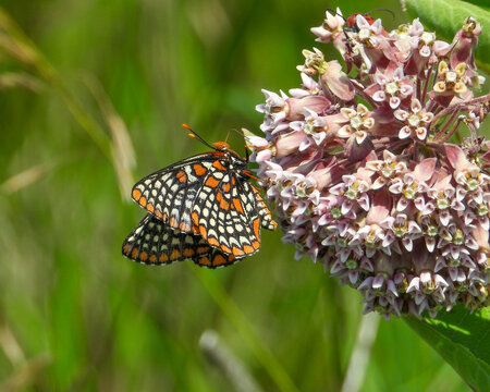 Baltimore Checkerspot Butterfly (Euphydryas phaeton) Feeding on Milkweed Flowers