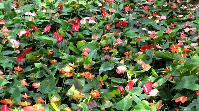 A garden rich in varieties of bloomed anthurium plants