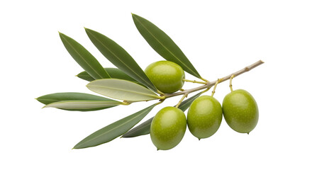 Green olive branch tip, isolated on white or transparent background. PNG