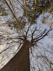 Eiche, Eichenbaum, Eichenstamm, Wald, Natur, Frühling, Laubwald