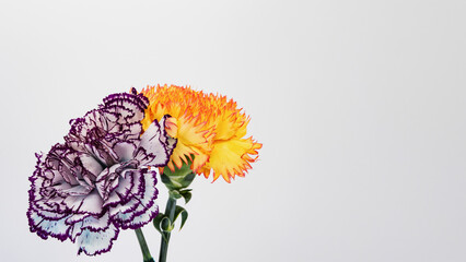 白紫と黄色のカーネーションの花 マクロ撮影 白背景
