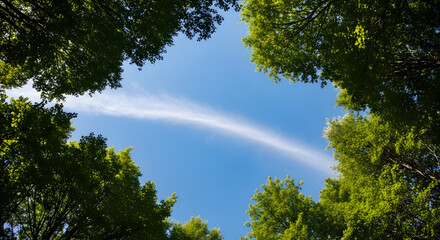 Obraz premium A rainbow appears in the sky through trees