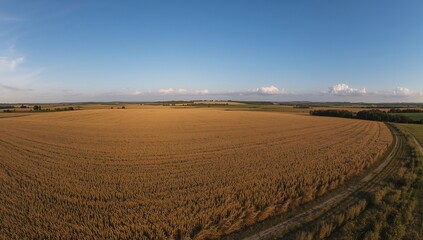 Obraz premium Spanning golden grain field on farm, rippling under late sun, bordering dirt track and hedgerow