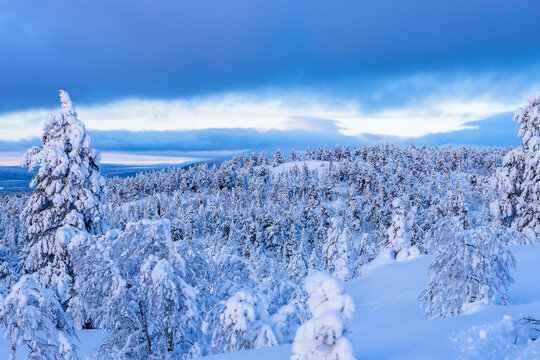 iew of snow-covered forest on snowy hill in winter