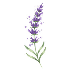 Obraz premium Delicate watercolor illustration of a single lavender sprig with purple blossoms and green leaves