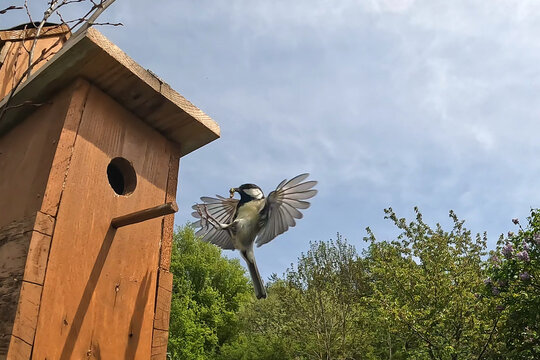 A titmouse approaches a birdhouse