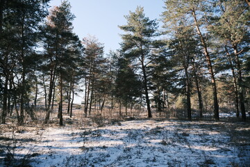Serene winter pine forest with tall snow-laden evergreen trees, winding snowy paths, frosted branches,