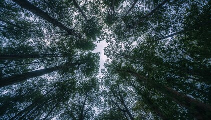 Fototapeta premium Reaching tall trunks radiating toward central cloudy sky opening in forest, with layered canopy