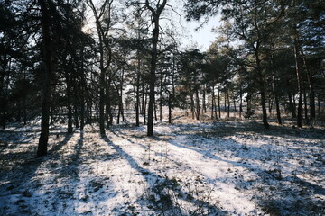 Serene winter pine forest with tall snow-laden evergreen trees, winding snowy paths, frosted branches,